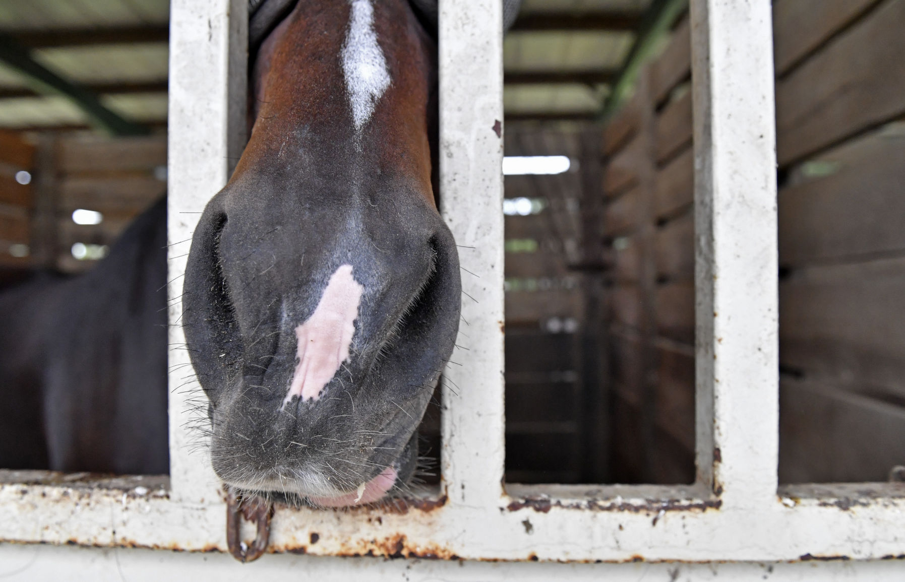 BR.brpdhorses.adv HS 022.JPG